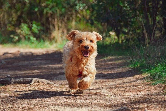 Champignons crinière de lion et chiens