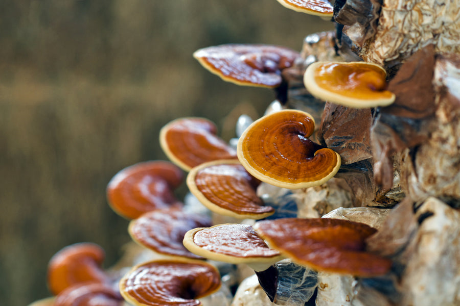 Que sont les champignons rouges Reishi ?