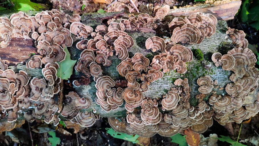 What are Turkey Tail Mushrooms?
