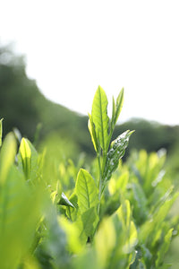 Matcha biologique de qualité culinaire | 1/4 lb, 1/2 lb et 1 lb | Utilisation culinaire