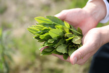 Cargar imagen en el visor de la galería, Matcha orgánico de grado culinario | 1/4 libra, 1/2 libra y 1 libra | Uso culinario 