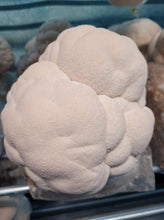 Load image into Gallery viewer, Canadian Grown Lion&#39;s Mane Powder 85grams | (Hericium erinaceus) | Mushroom Powder