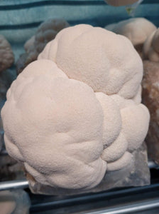 Canadian Grown Lion's Mane Powder 85grams | (Hericium erinaceus) | Mushroom Powder