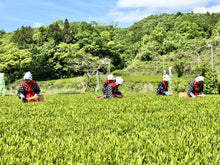 Cargar imagen en el visor de la galería, Matcha orgánico de calidad regular | 500 gramos y 250 gramos | Uso culinario 