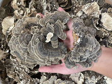 Cargar imagen en el visor de la galería, Buy Turkey Tail Mushroom