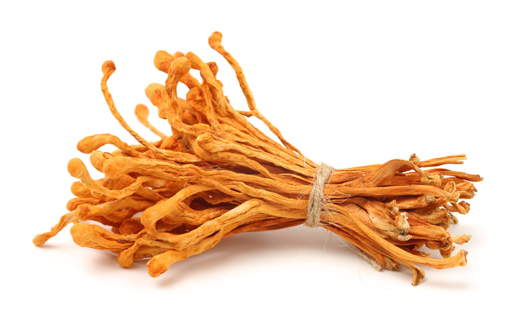 Cordyceps Militaris orgánico seco 1/4 lb y 1 lb