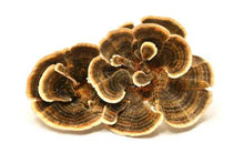 Load image into Gallery viewer, Dried Turkey Tail Mushroom Whole