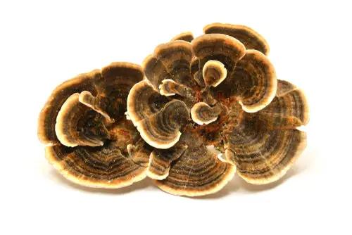 Dried Turkey Tail Mushroom Whole