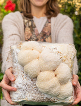 Cargar imagen en el visor de la galería, Hongo melena de león cultivado orgánicamente en EE. UU. | 1/4 lb, 1/2 lb y 1 lb | Uso culinario 