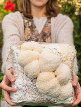 Load image into Gallery viewer, North American Grown Lion&#39;s Mane Mushroom | 1/4lb, 1/2lb &amp; 1lb | Culinary Use