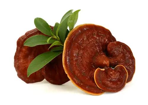 Red Reishi Mushroom Dried Organic | Culinary Use